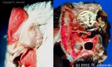 [التهاب+الجيوب++الانفيه1.bmp]