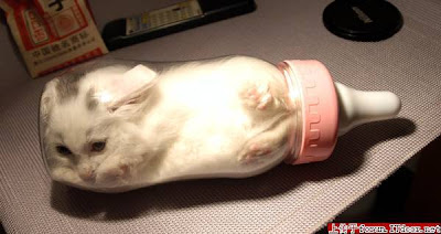 Finished Bonsai Kitten