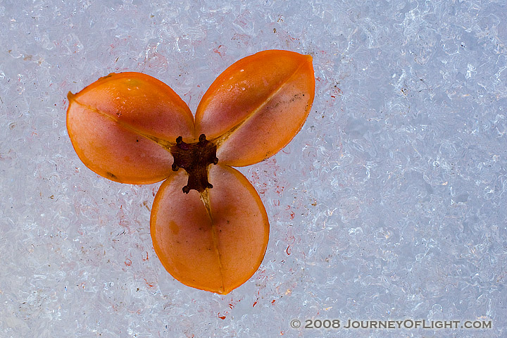 [IMG_0702_petalssnow.jpg]