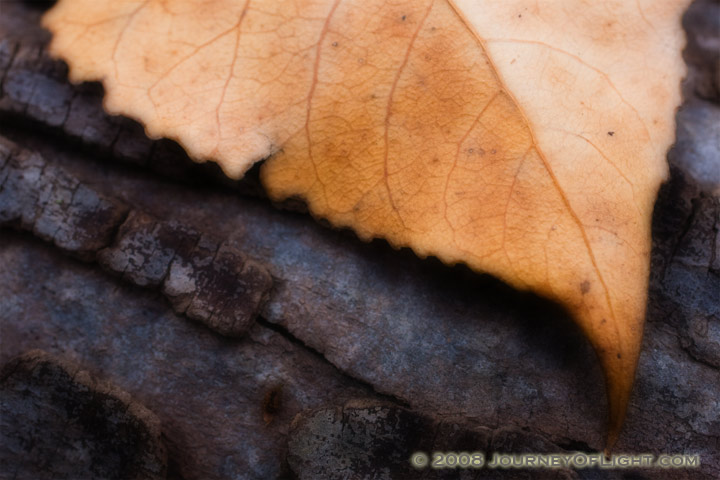 [IMG_8183_leaf.jpg]