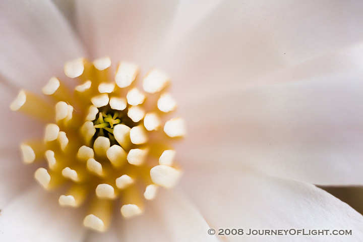 [IMG_4017_springblossom.jpg]