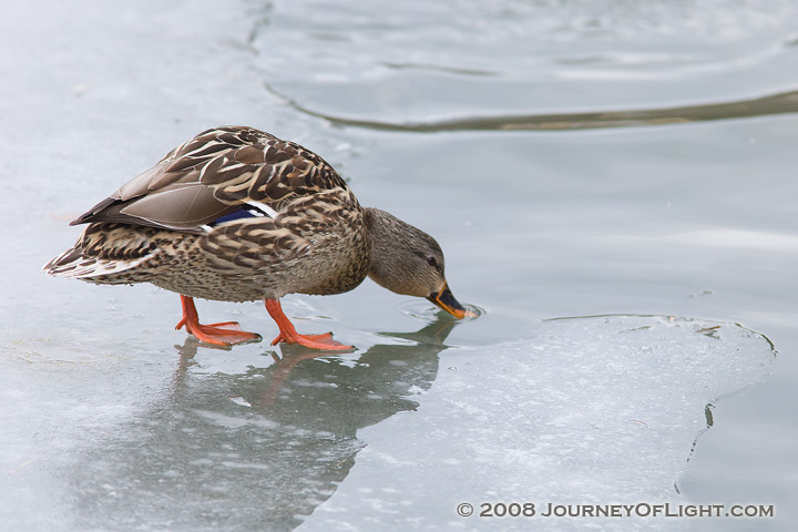 [IMG_0689_duckdrinking.jpg]