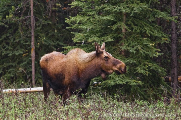 [IMG_3183_moose2.jpg]