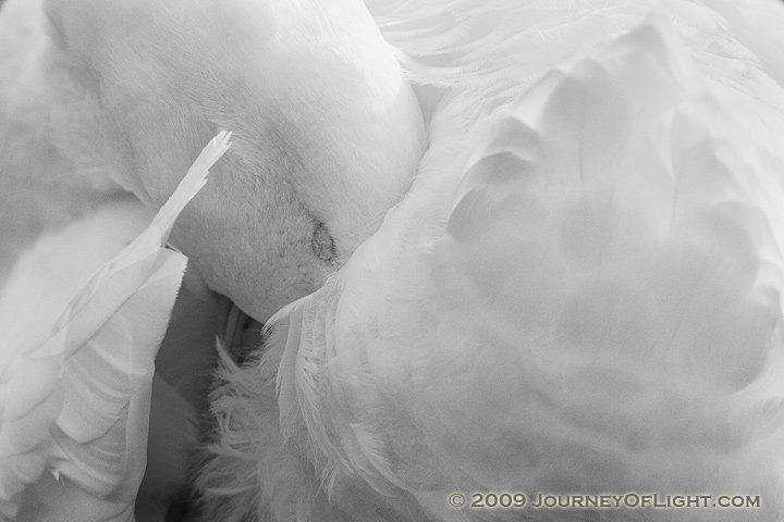 [IMG_1199_duckhide2.jpg]
