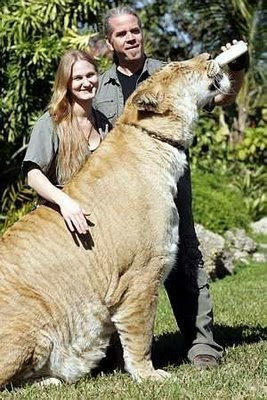 World Largest Tiger World Largest Tiger