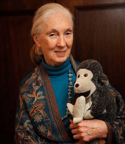 jane goodall stuffed monkey