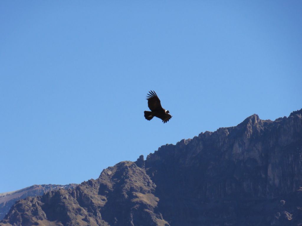 Condor Vogel