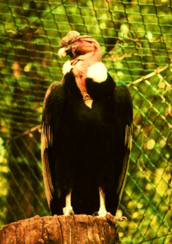 Condor De Los Andes