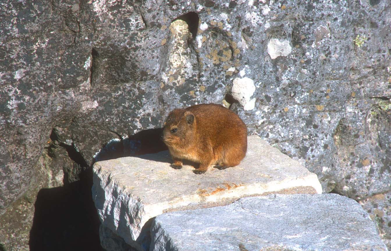 Dassie Table Mountain