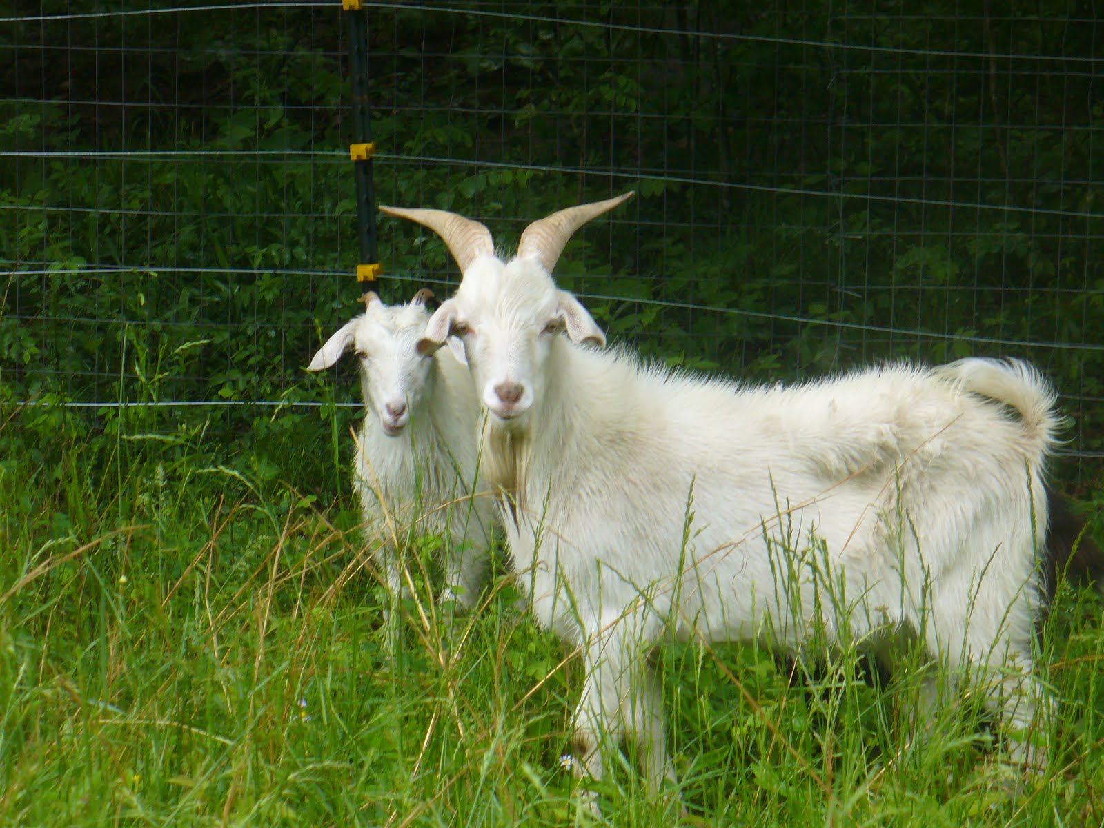 Across the Creek Farm Training Goats