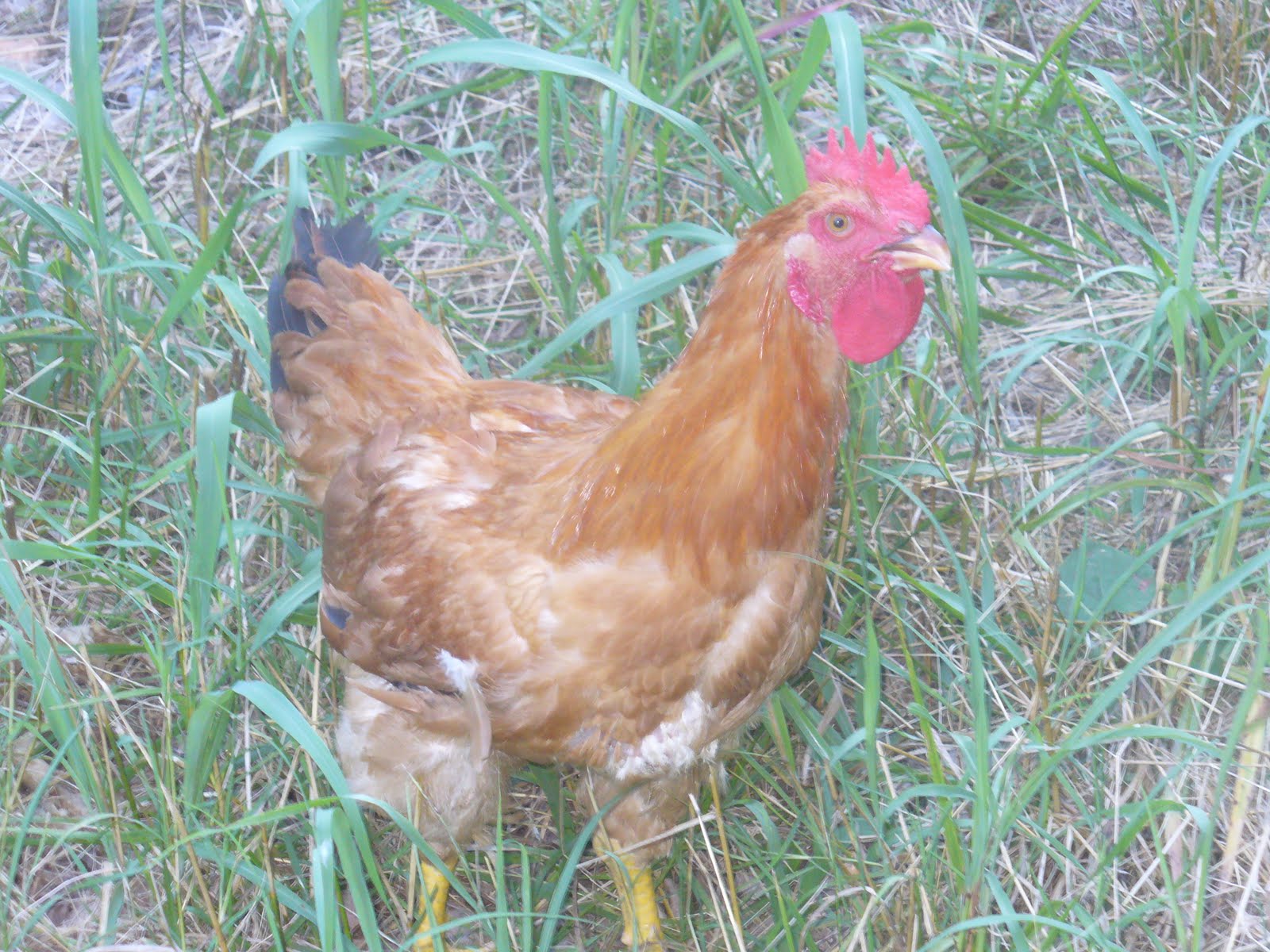 Across the Creek Farm Free Range Meat Chickens