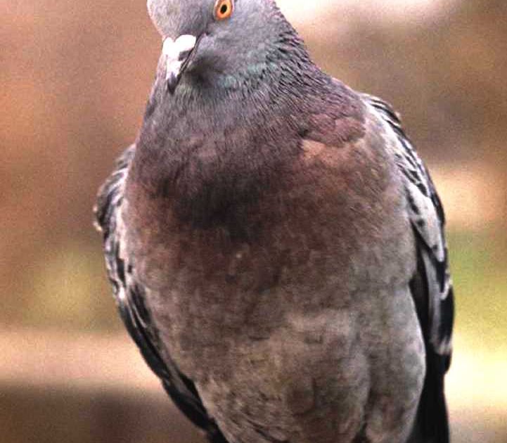 WaldenTerrace, Rego Park WTI Pigeons and Safety