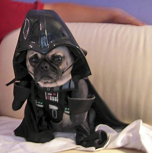 Everything Vader Darth Vader pet costume