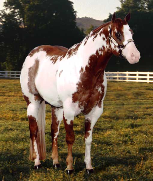Lethal White Overo
