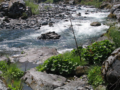 Klamath National Forest. Salmon
