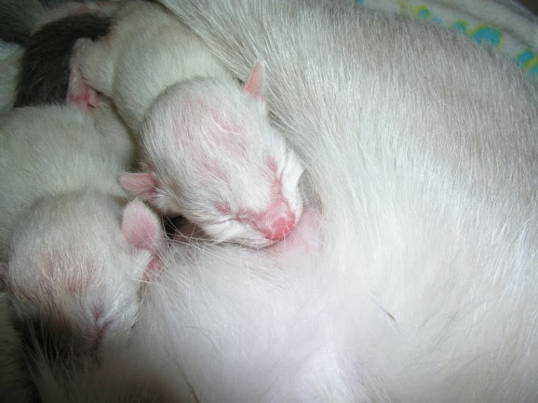 Sushi's newborns, nursing