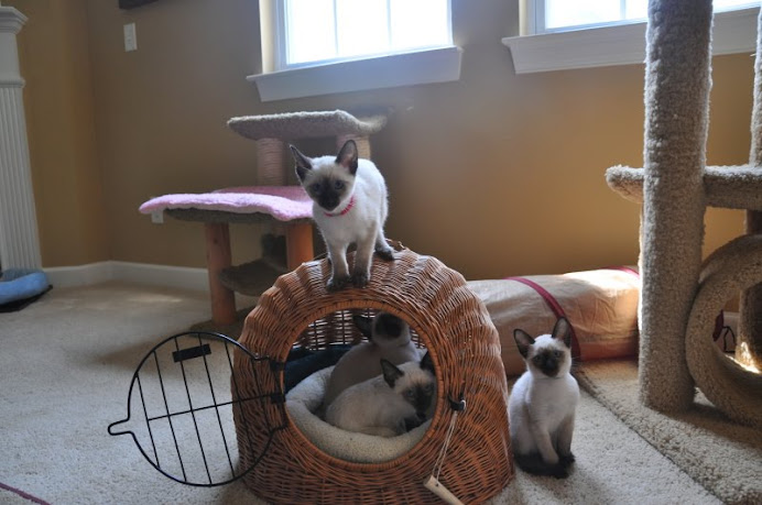 Maurita's carry basket was a hit with the kittens.