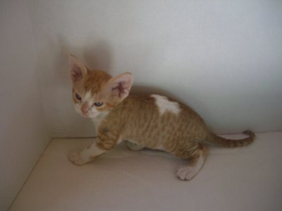 red and white spotted male-beautiful markings, lovely ears.