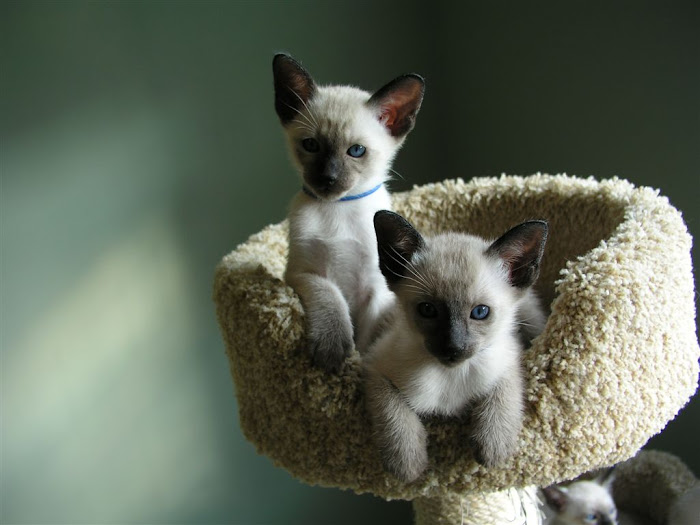 October 13, the kittens are adjusting very well to their new room