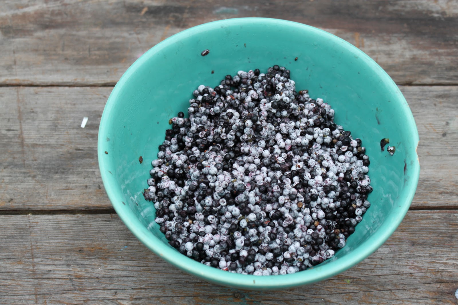 Quirky Urbanite Elderberries And The Ethics Of Foraging