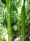 [ChineseBambooTree3.jpg]