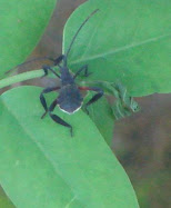 Daun Cermai
