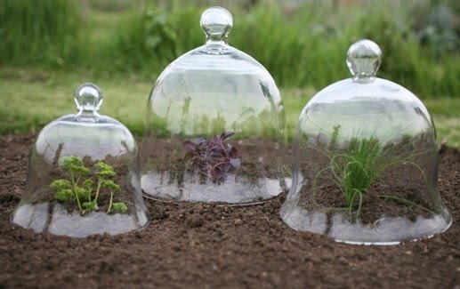garden cloche