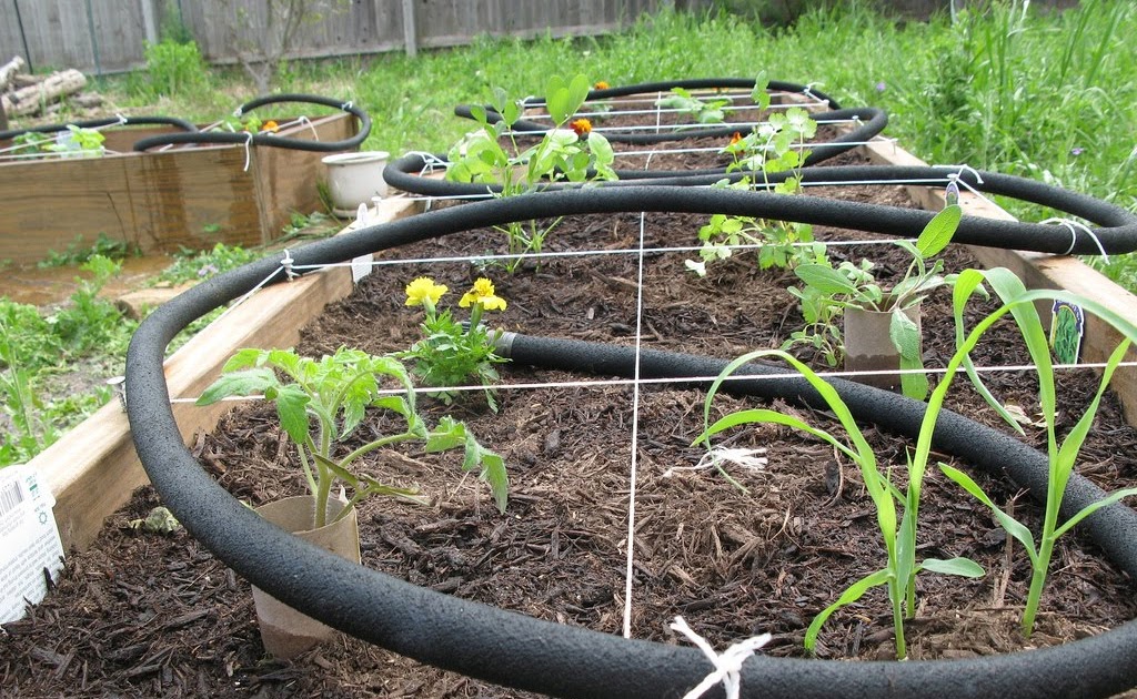 biologie. My Veggie Garden Attempt Two