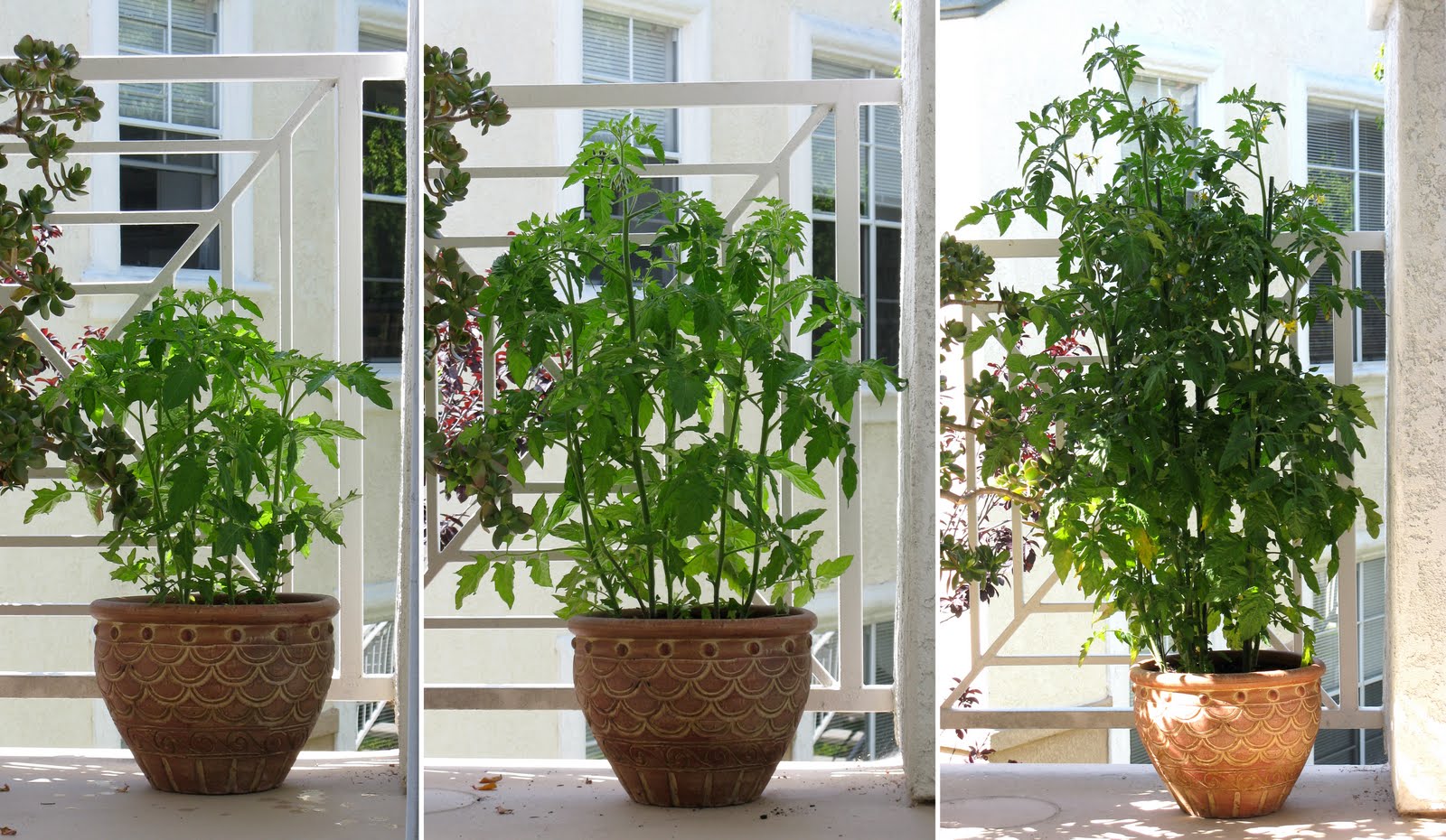 Tomato Sprouting