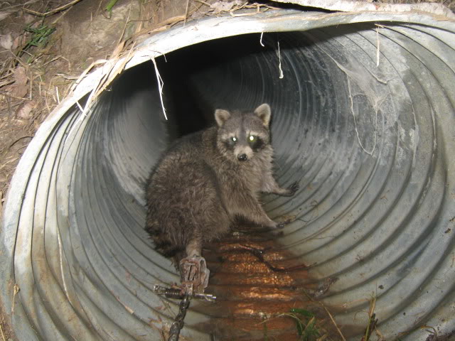 Coons In Traps