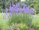 [Lavender.jpeg]