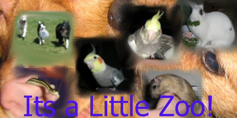 Little Zoo