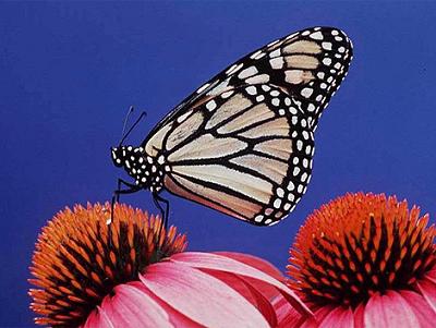 [mariposamonarca.jpg]