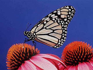 Un ejemplar de mariposa monarca, otra especie en peligro. Index Stock Photography