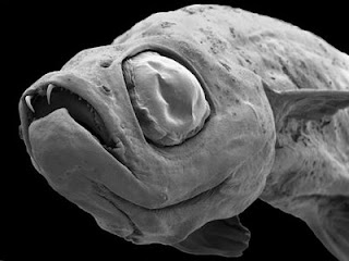 La nueva especie Danionella dracula. Efe