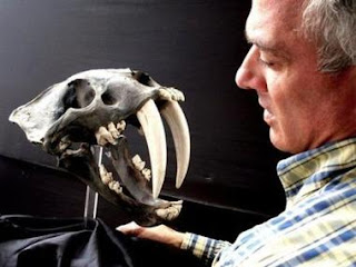 El paleontólogo alemán Klaus Hönninge, con el cráneo de Smilodon. AFP