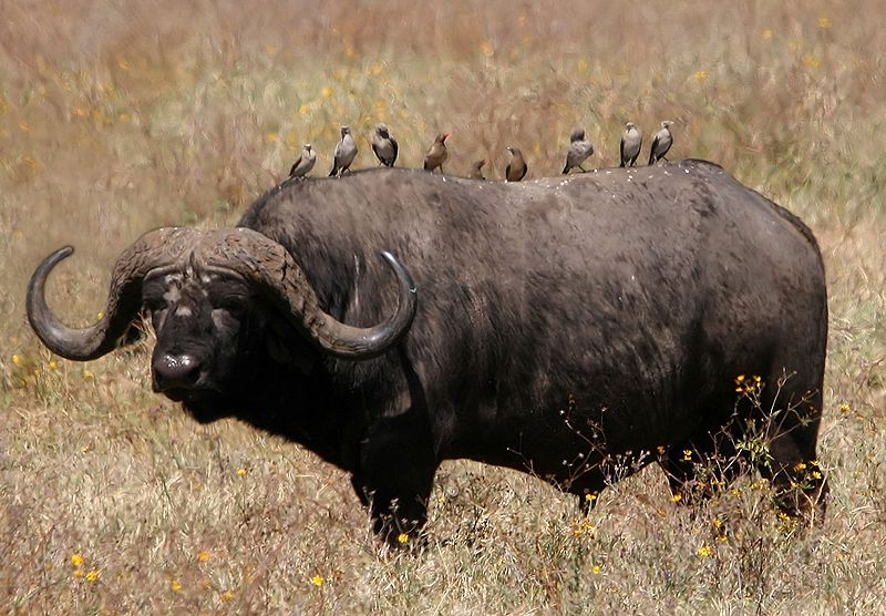 Animal Free Wallpapers Animal African Buffalo Free Wallpapers
