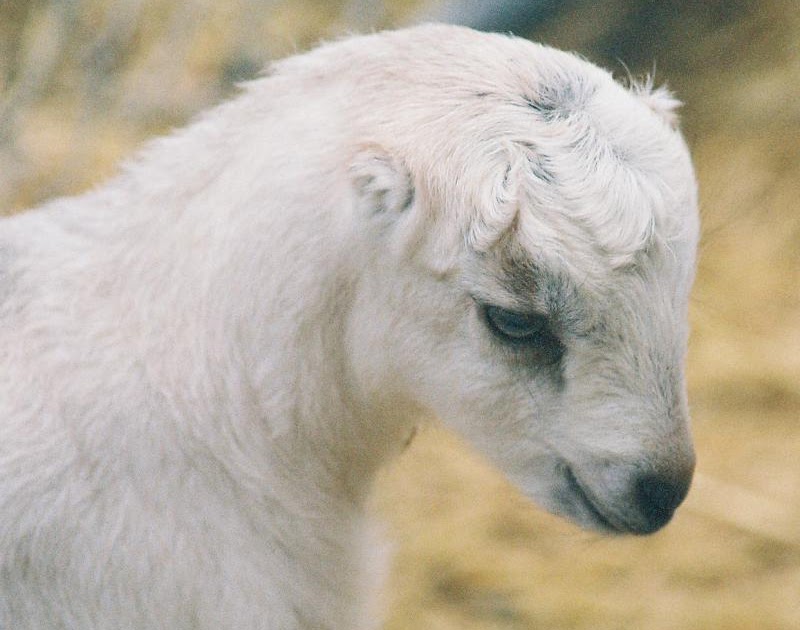 Lamancha Goats A Quick Guide to Goat Breeds