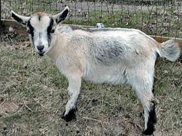 and Nigerian Dwarf goats