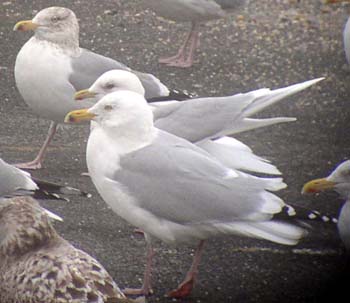 [041+Iceland+Gull.jpg]