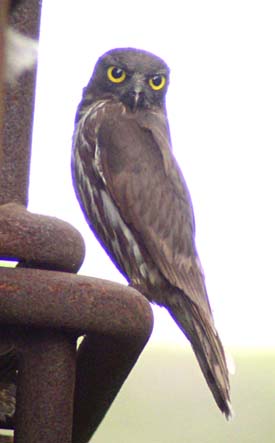 [Brown+Hawk-Owl.JPG]