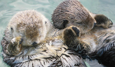 [Image: Sea_otters_holding_hands.jpg]