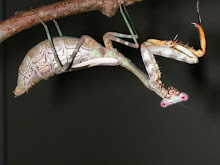 Budwing Mantis