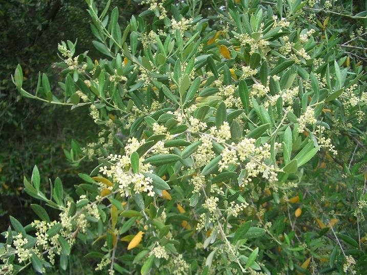 la Sierra de Córdoba en Cabriñana: la trama del olivo
