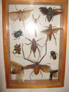 INSECTOS