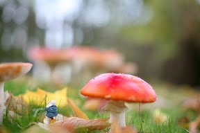 [toadstool_1blog.jpg]
