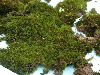 BONSAI AMATEUR: COMO HACER MUSGO