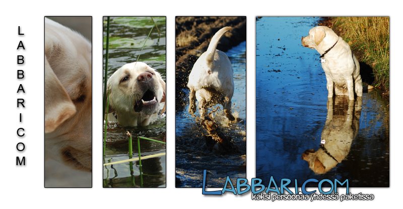 Labbari.com