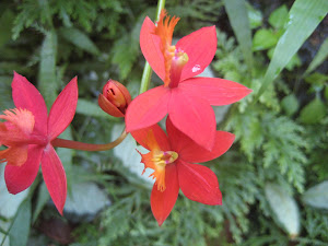 can you believe all these tropical flowers?