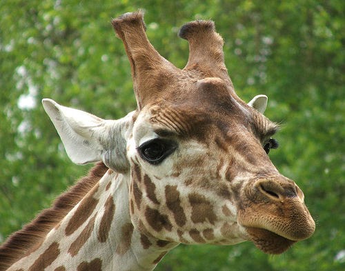 Zoo Jobs: Giraffe Keeper